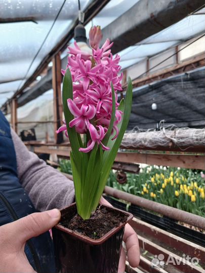 Геацинт в горшке