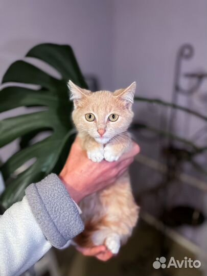 Котенок Пряник (3 мес) ищет дом