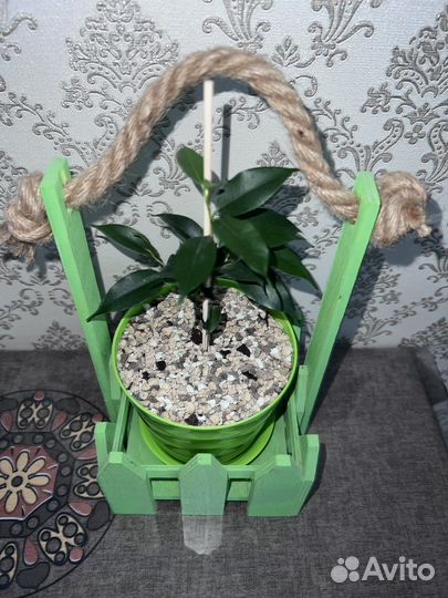 Фикус бенджамина сорт Наташа