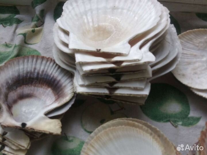 Раковины, морские гребешки