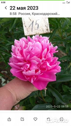 Корни пионов