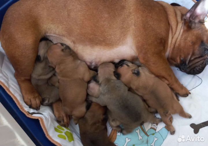 Яркие щенки Французский бульдог