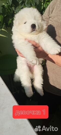 Щенки самоеда