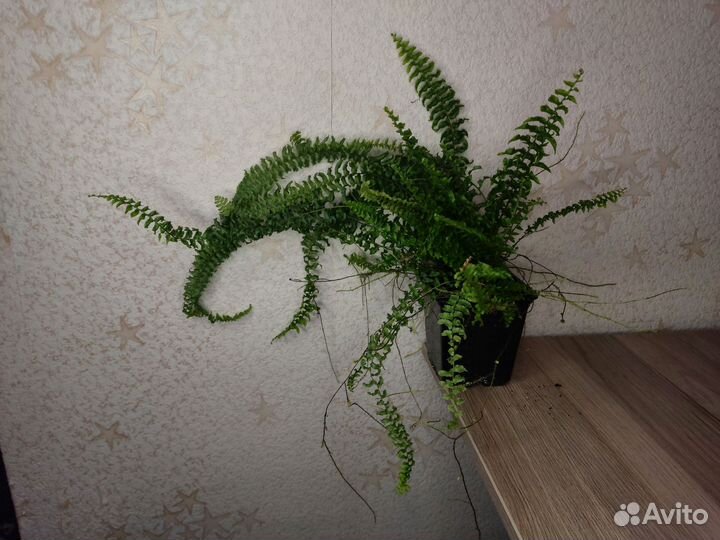 Папоротник