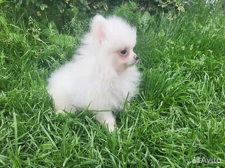 Померанский шпиц