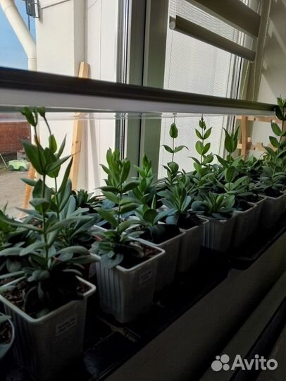 Эустома сорт Эхо