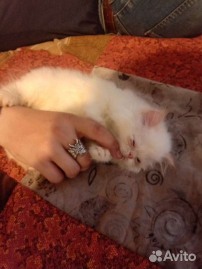 Персидские котята