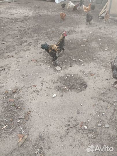 Петушки доминанты