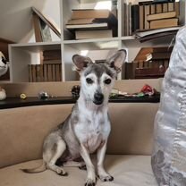 Взрослая собака в добрые руки