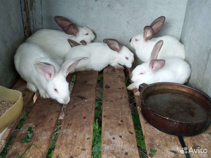 Крольчата и мясо кроликов
