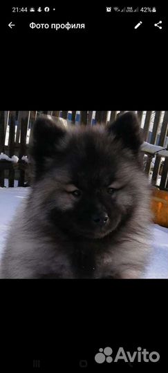 Кеесхонд-вольфшпиц