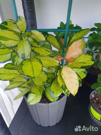 Хойя Лиза,Хойя Кримсон Квин, Плектрантус-мята