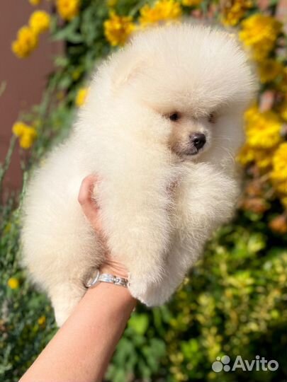 Померанский шпиц