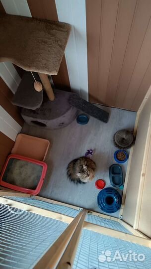 Зоогостиница, передержка, зоотакси