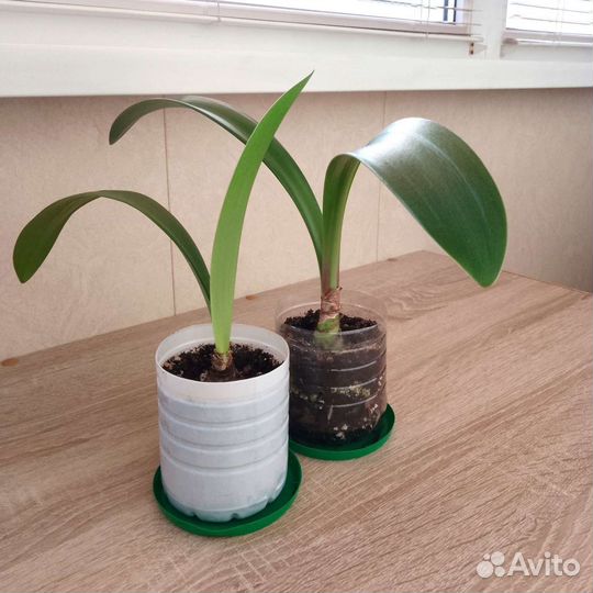 Гиппеаструм