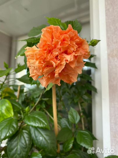 Гибискус (китайская роза) морковный (оранжевый)