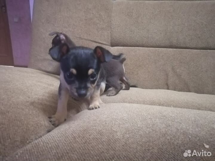 Мини той-терьер