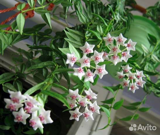 Хойя Белла, Ребекка, сциндапсус сортовой