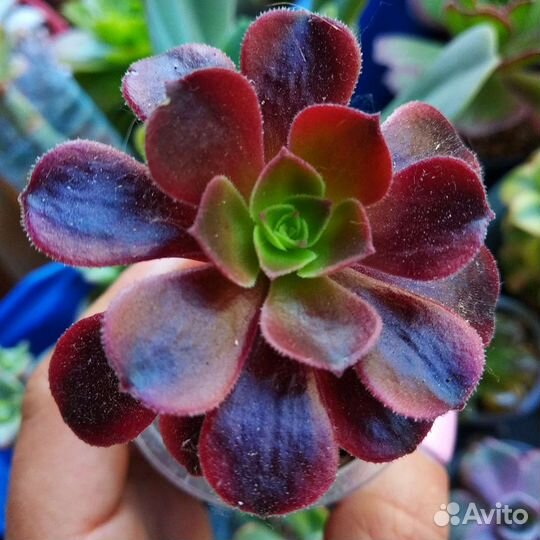 Суккуленты редкие Эониумы новое