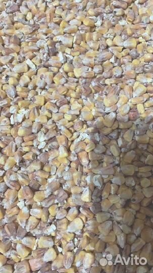 Кукуруза свежий урожай