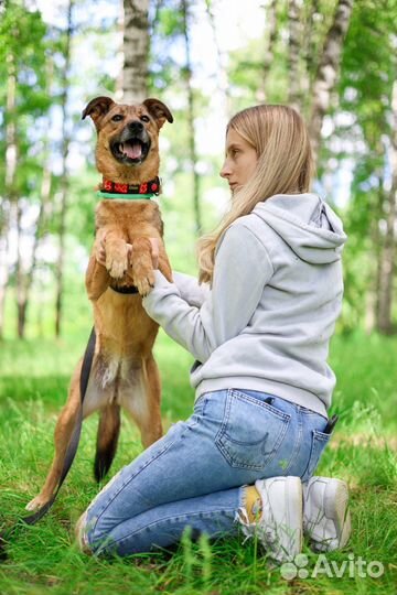 Небольшая ласковая собачка Юла в поисках дома