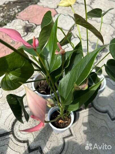 Антуриумы 3 шт