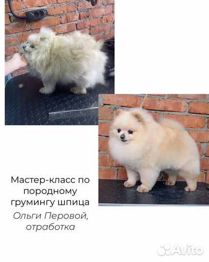 Стрижка собак Лазаревское Груминг