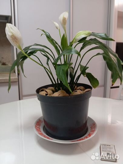 Спатифиллум (Женское Счастье)