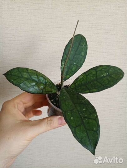 Хойи Kerry, Acuta, Nong Nooch, Mediopicta