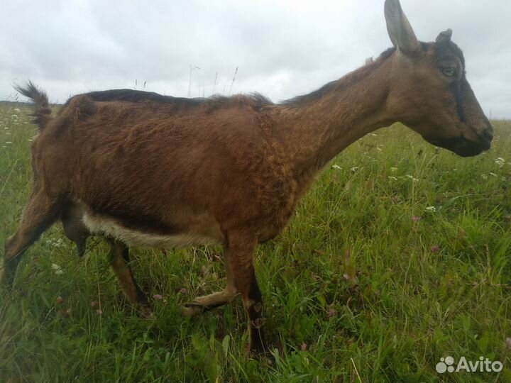 Племенной козлик