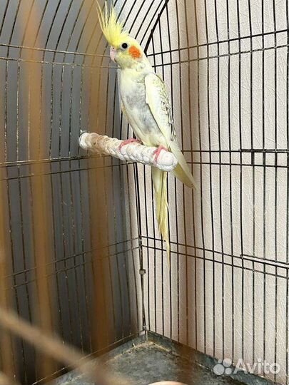 Попугай корелла мальчик