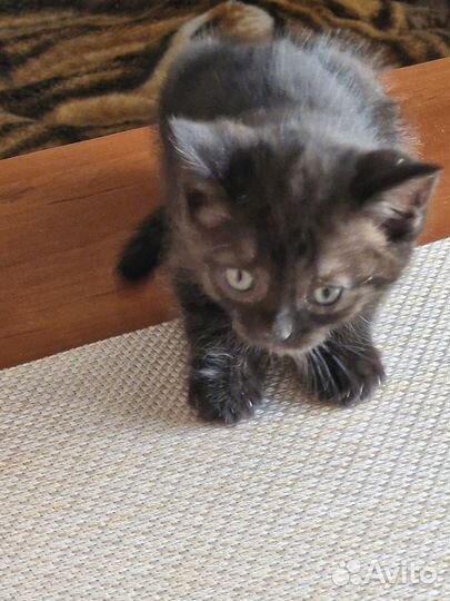 Отдам в хорошие руки котенка