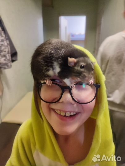 Крыса Дамбо от ratQueen