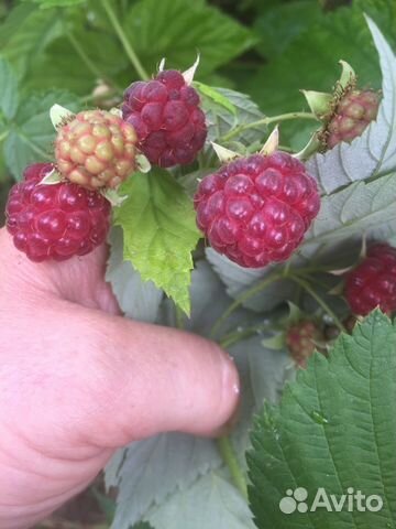 Ремонтантная малина саженцы
