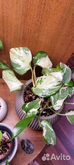 Эпипремнум