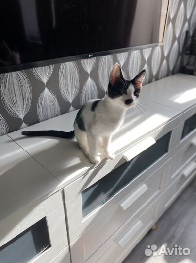 Котенок целовашка ласковый мурлыка мальчишка