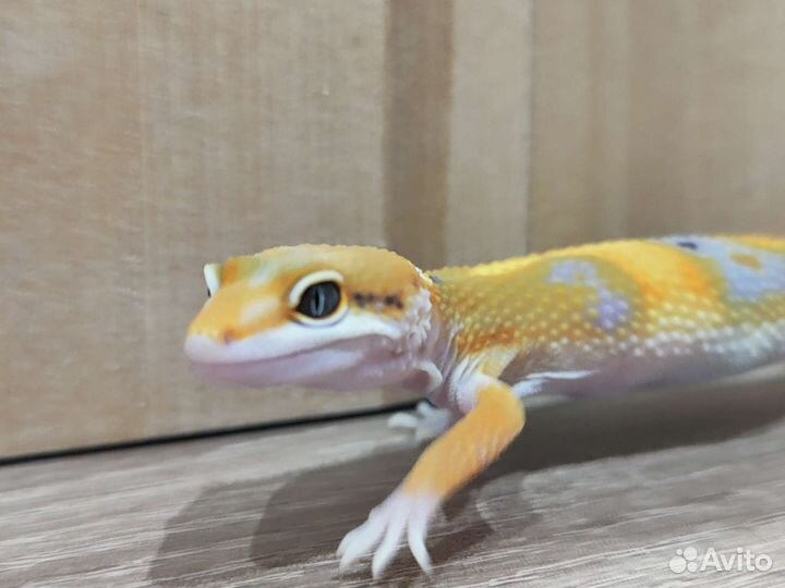 Малыш эублефар