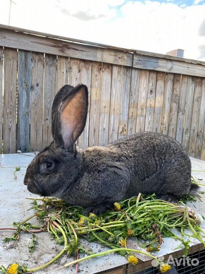 Кролики мясных пород Ризен