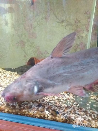 Пангасиус (акулий сом)