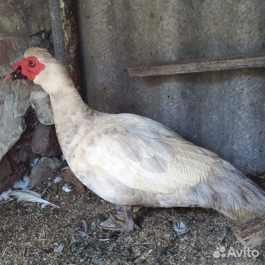 Мускусные утята, тяжелой линии, 2,5 месяца