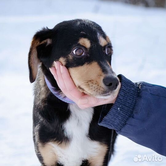 Невероятный Дени почти зенненхунд щенок