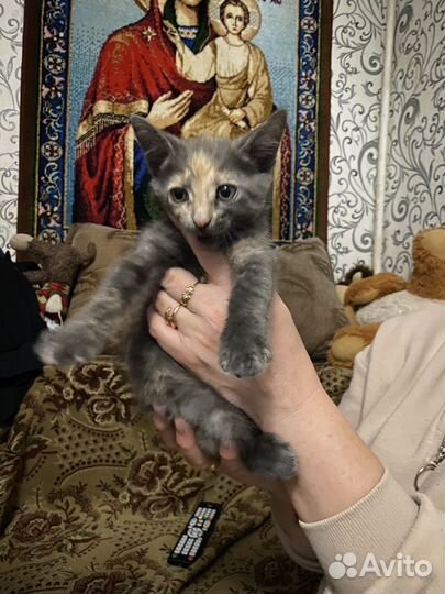 Котята в добрые руки бесплатно