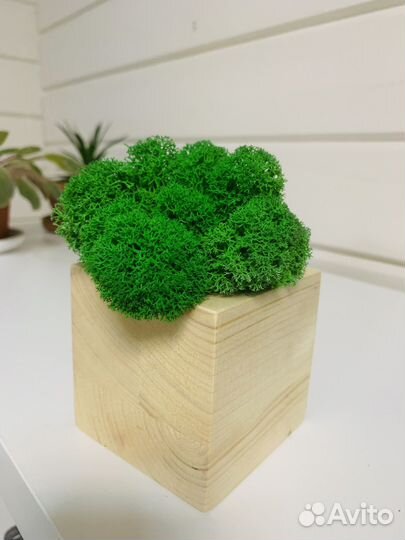 Мох в кубе из сосны (8х8х8)
