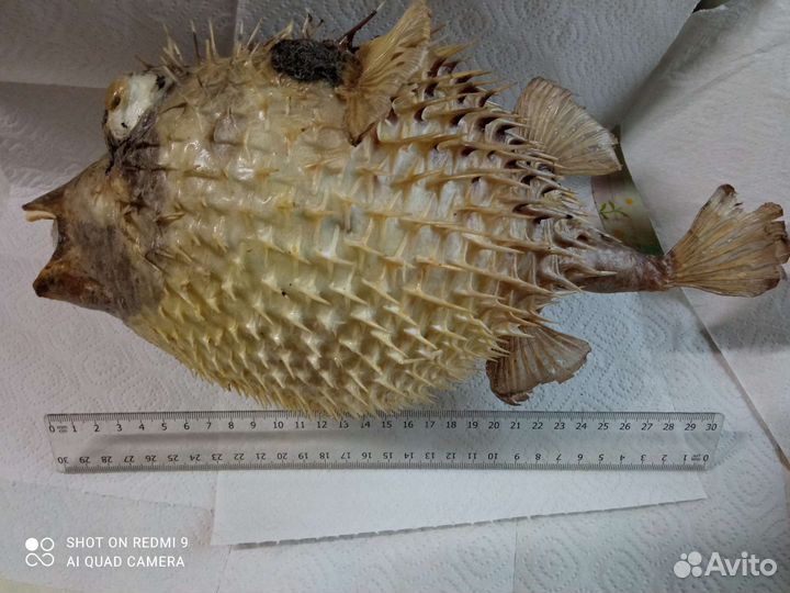 Чучело рыбы ёж Фугу большая и малая