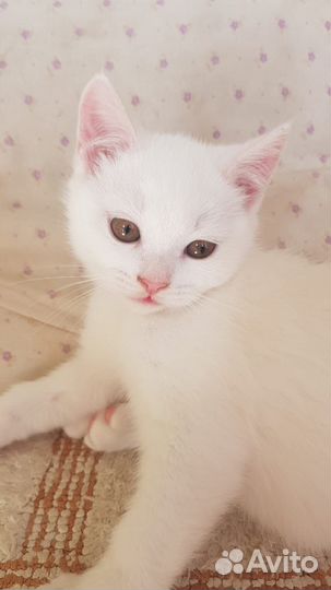 Котенок белый