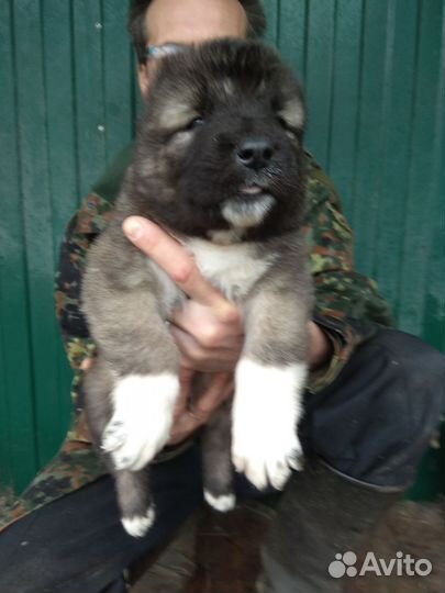 Мощные щенки Кавказской овчарки