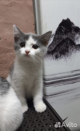 Котята в хорошие руки