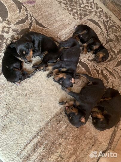 Щенки добермана