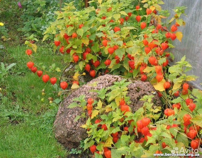 Выборг, Физалис декоративный