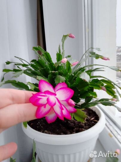 Декабристы, разных цветов